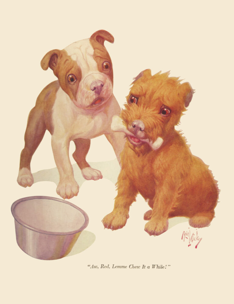 vintage life magazine cover - pit bull and terrier dogs